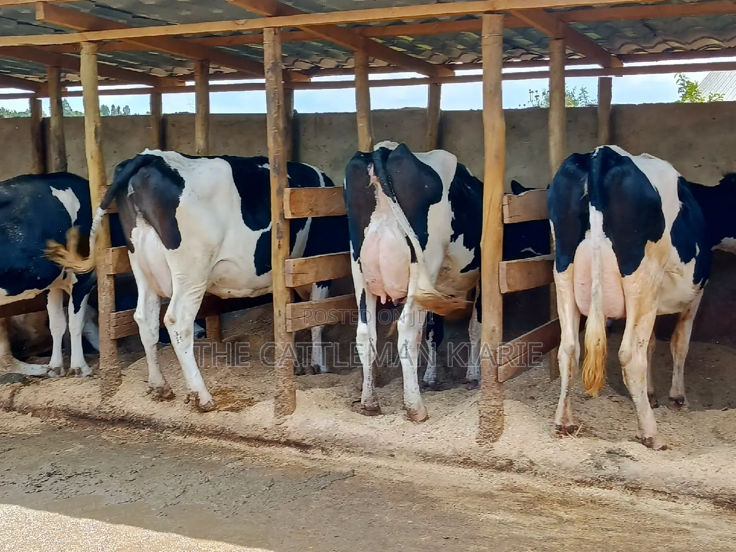 Pedigree Dairy Cow (30) + Litres Per Day