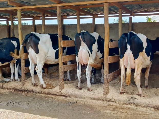 Pedigree Dairy Cow (30) + Litres Per Day - thumbnail 15