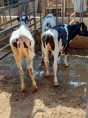 Dairy Calfs