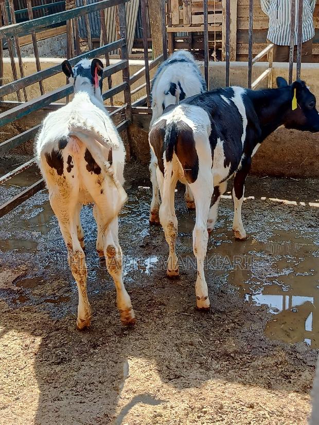 Dairy Calfs - main view