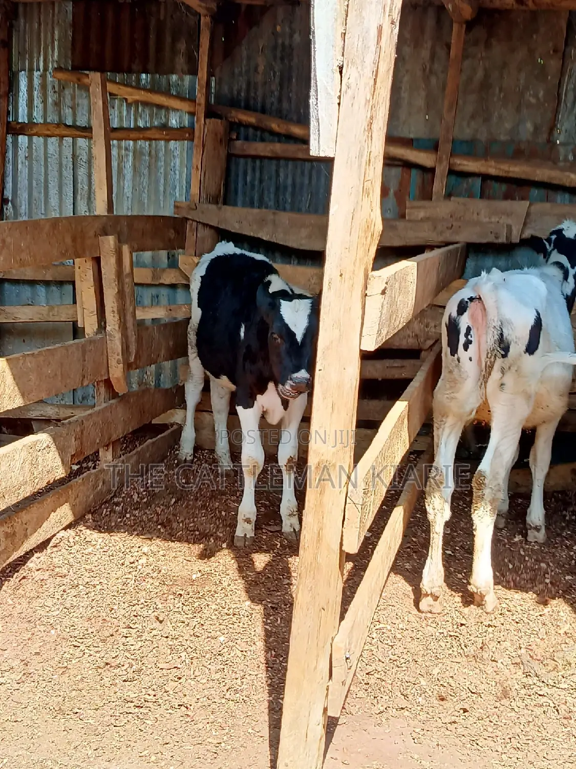 Dairy Calfs