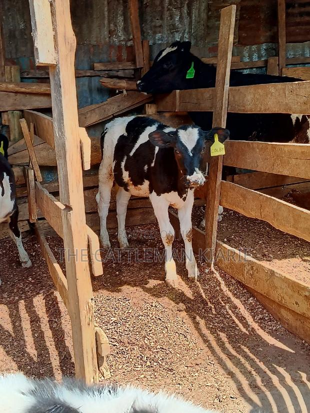 Dairy Calfs - thumbnail 4