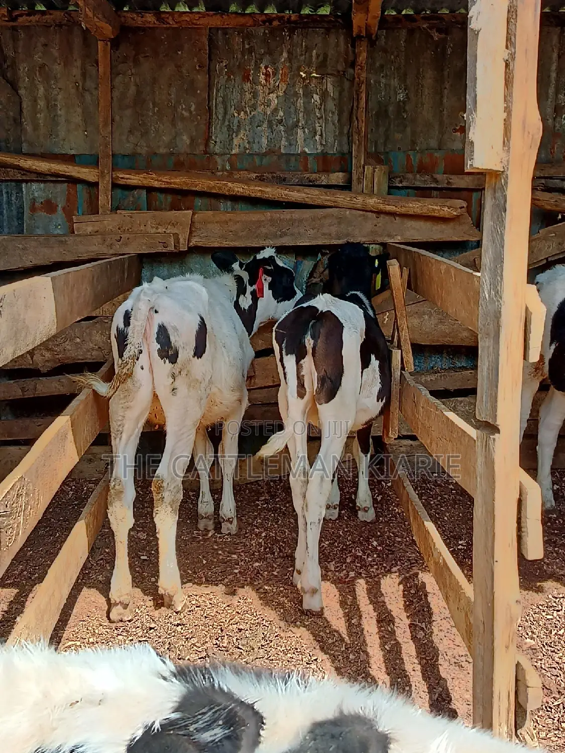 Dairy Calfs