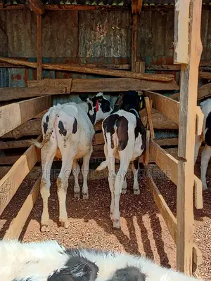 Dairy Calfs