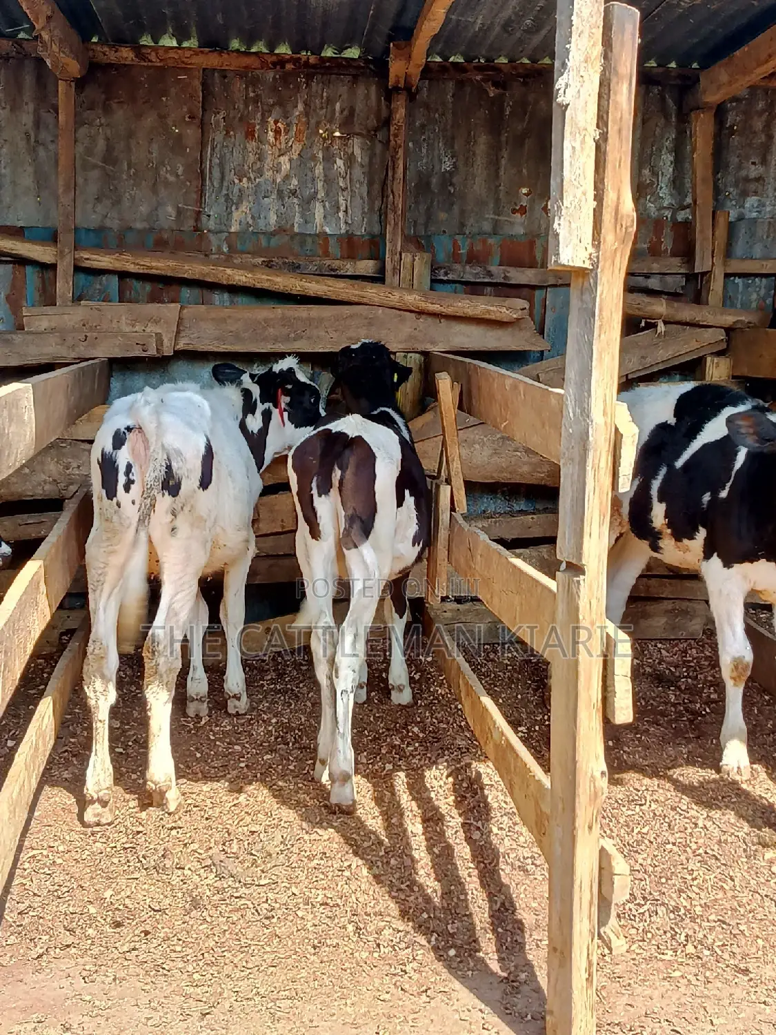 Dairy Calfs