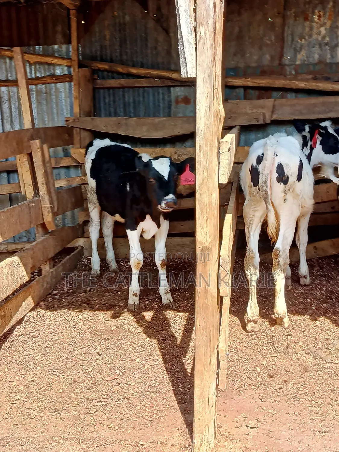 Dairy Calfs