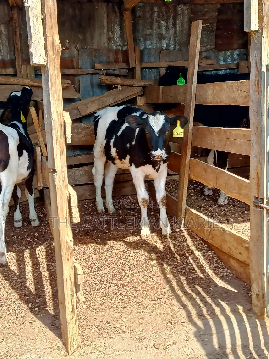 Dairy Calfs