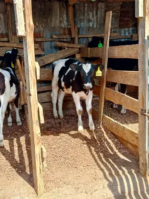 Dairy Calfs