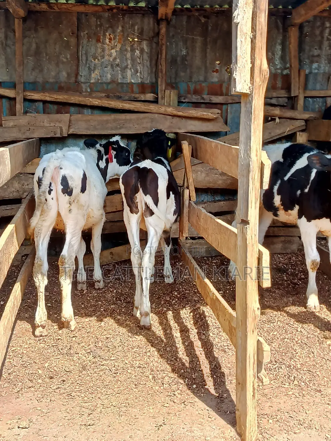 Dairy Calfs