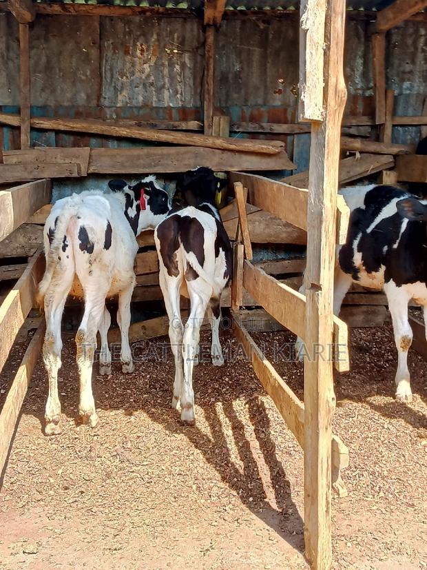 Dairy Calfs - thumbnail 8