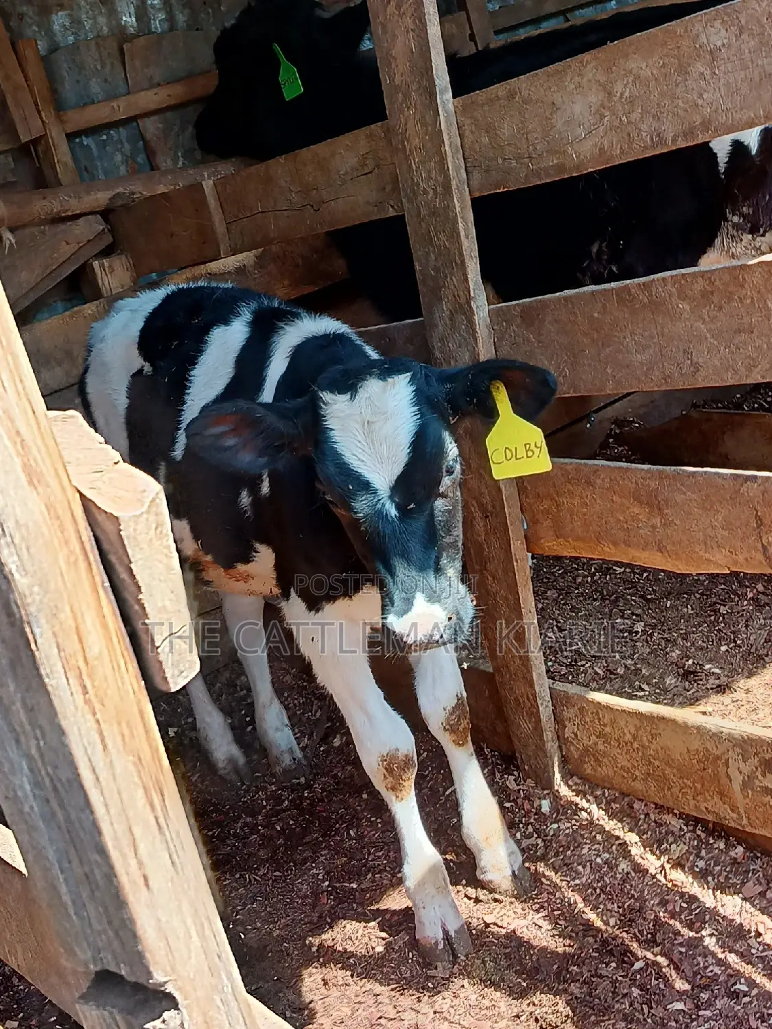 Dairy Calfs