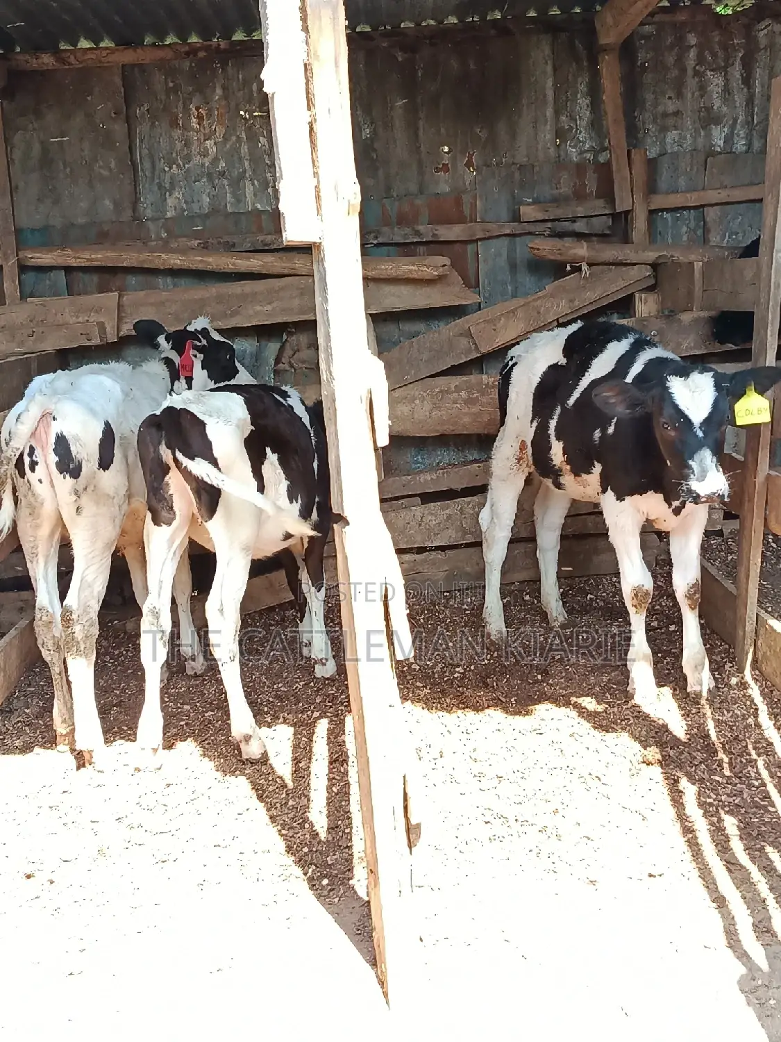 Dairy Calfs