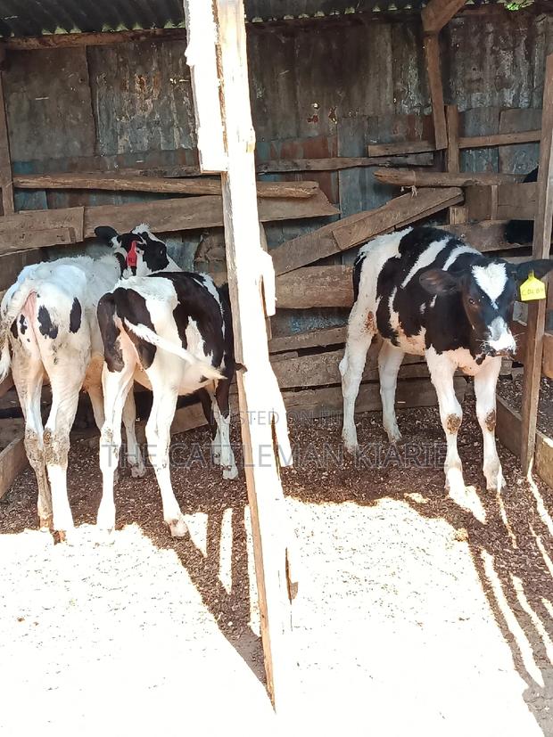 Dairy Calfs - thumbnail 11