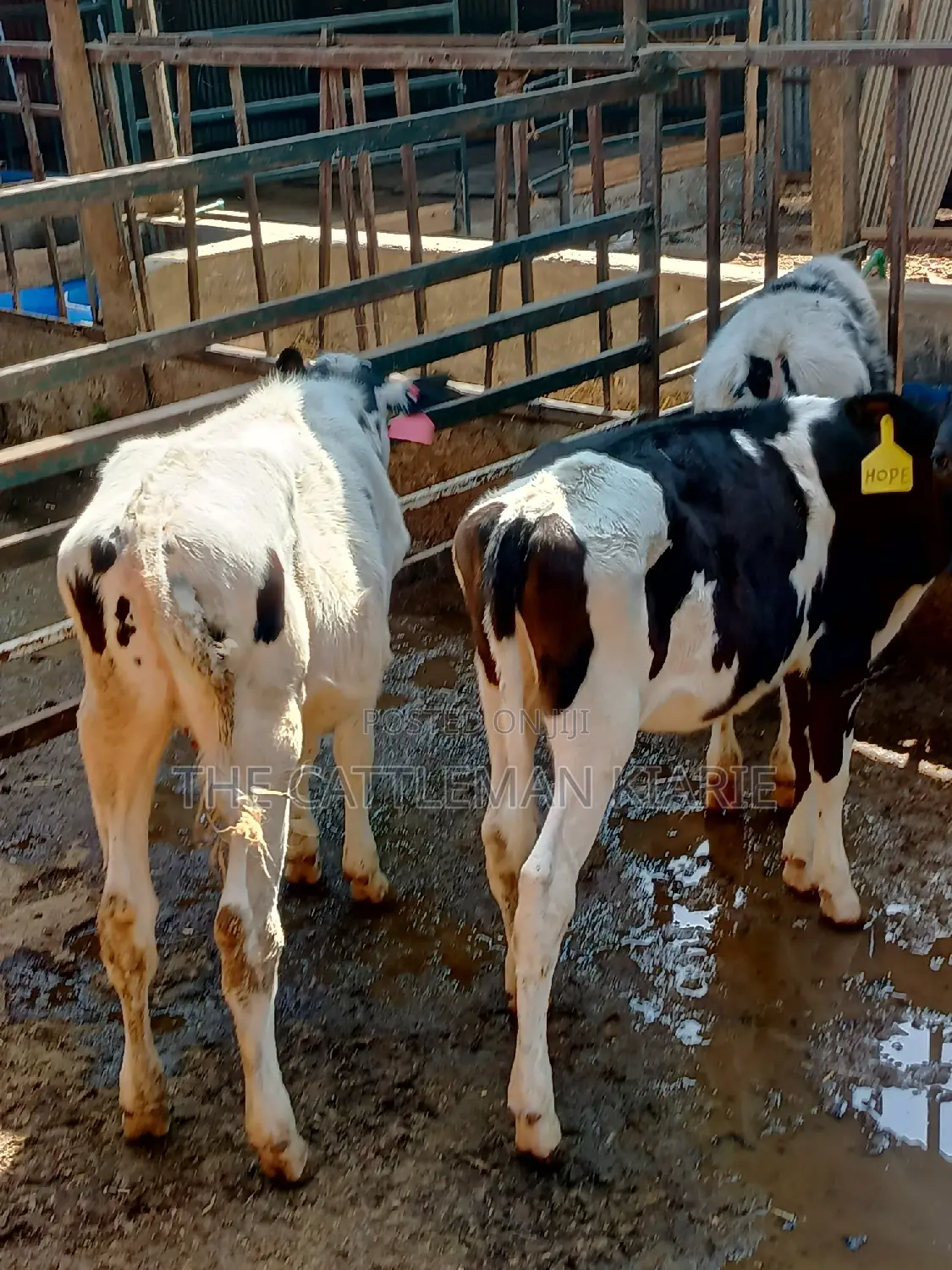 Dairy Calfs