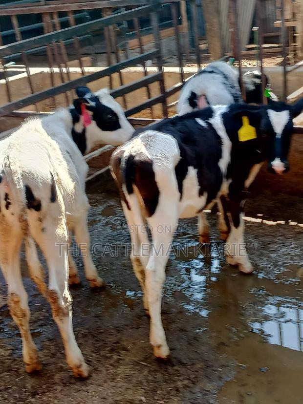 Dairy Calfs - thumbnail 16