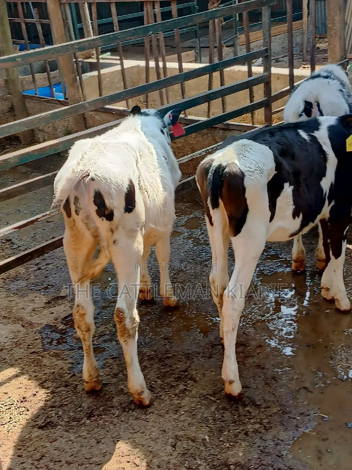 Dairy Calfs
