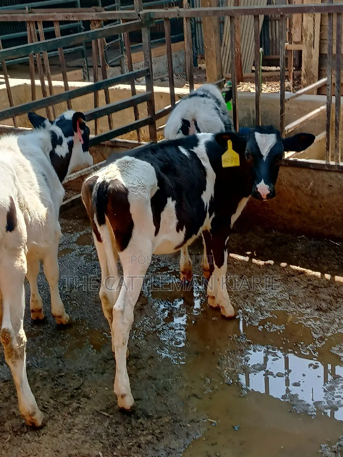Dairy Calfs
