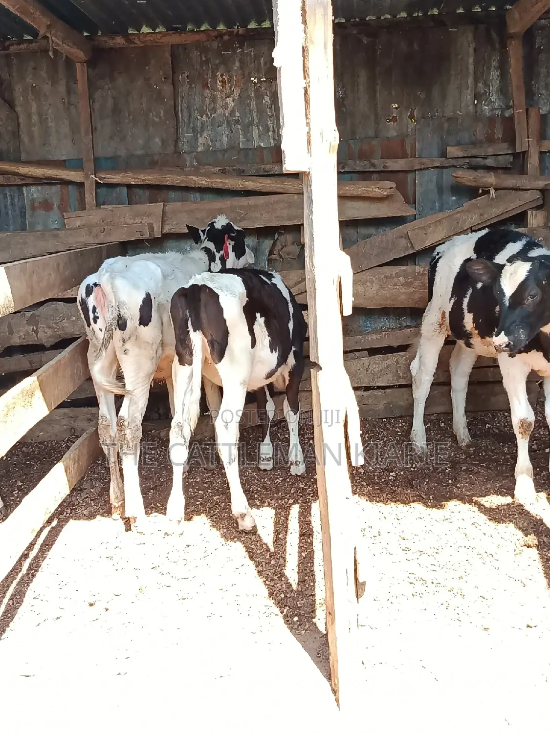 Dairy Calfs