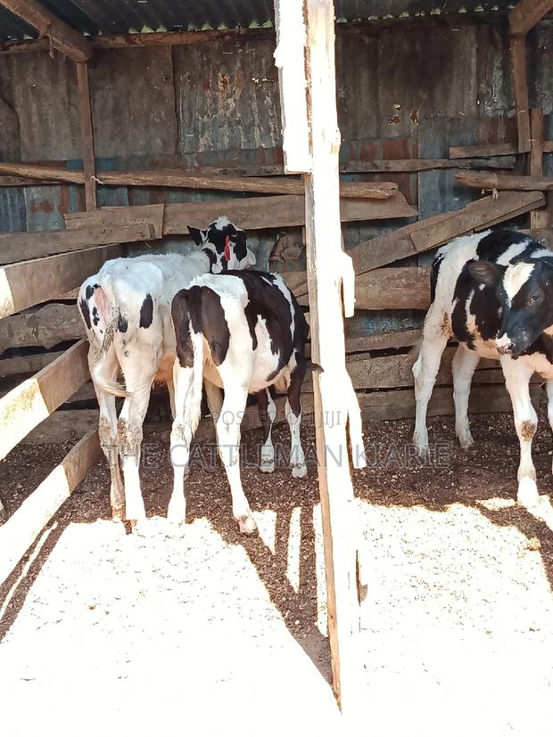 Dairy Calfs - thumbnail 15