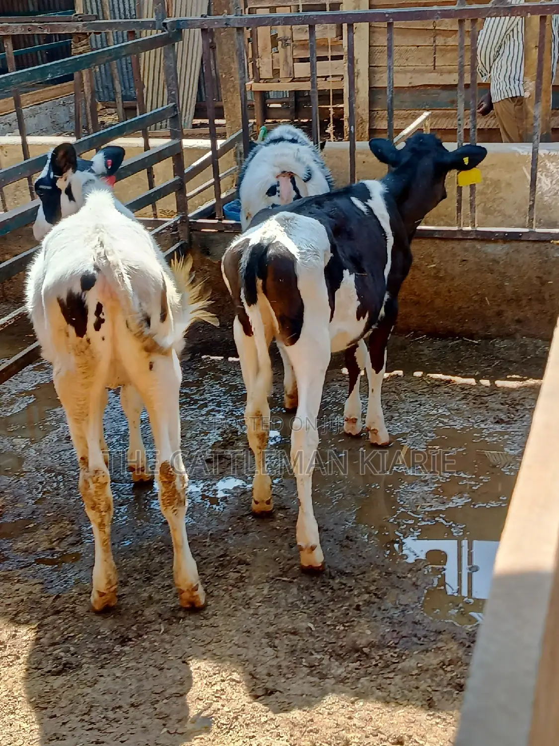 Dairy Calfs