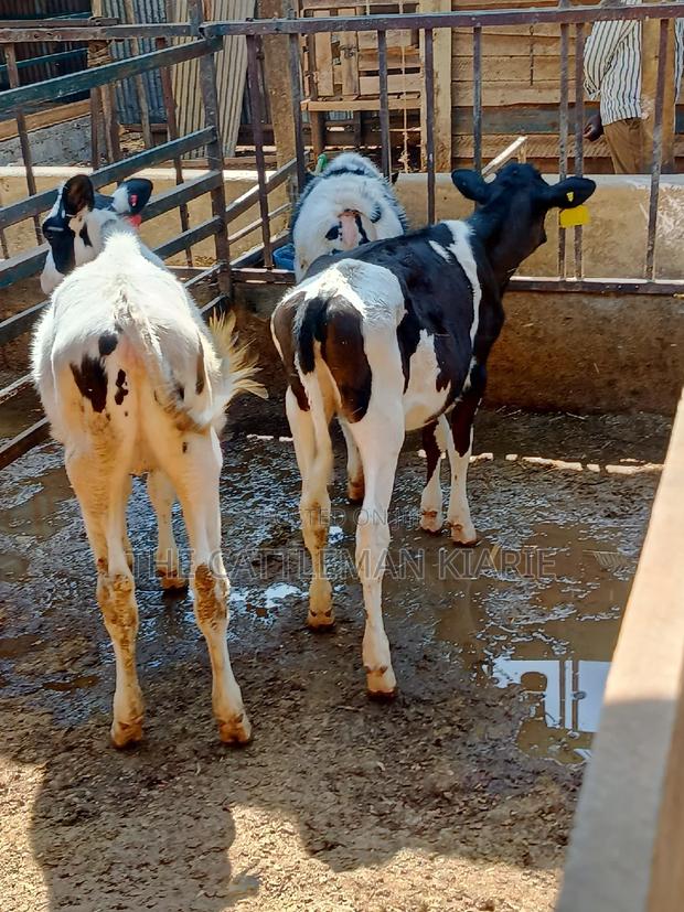 Dairy Calfs - thumbnail 17