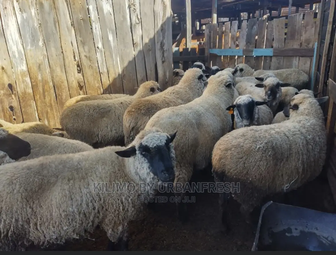 Hampshire Sheep Breeding Bucks Only. 4 - 12 Months.