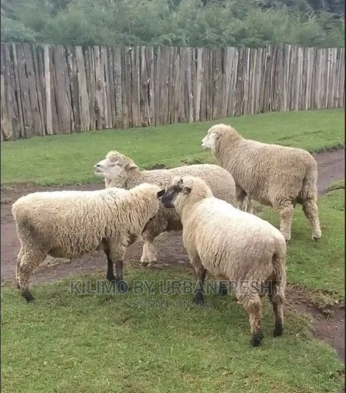 Hampshire Sheep Breeding Bucks Only. 4 - 12 Months.