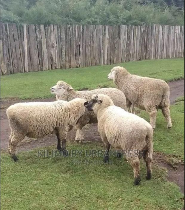 Hampshire Sheep Breeding Bucks Only. 4 - 12 Months. - thumbnail 3