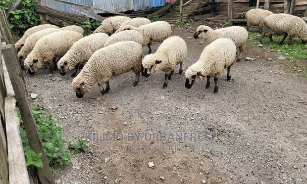 Hampshire Sheep Breeding Bucks Only. 4 - 12 Months. - thumbnail 4