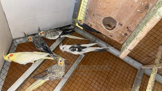 Cockatiels - main view