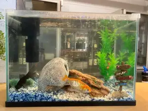 Small Aquarium With Fish