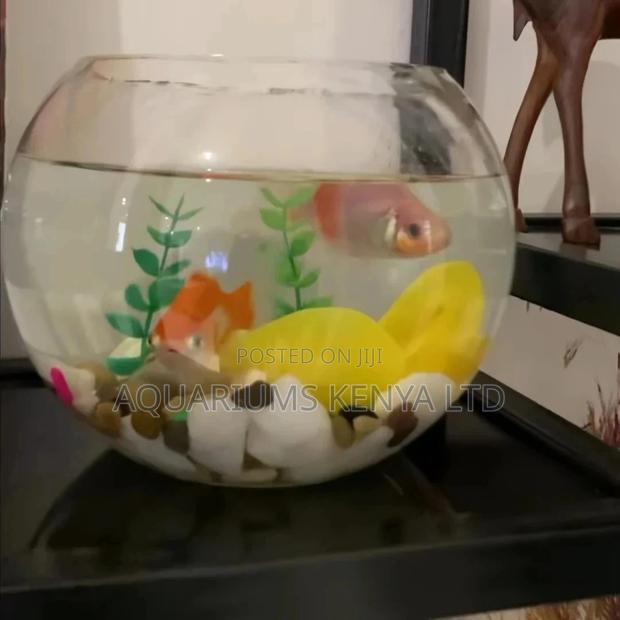 Big Fish Bowls - main view