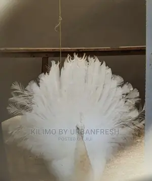 Peacocks Available