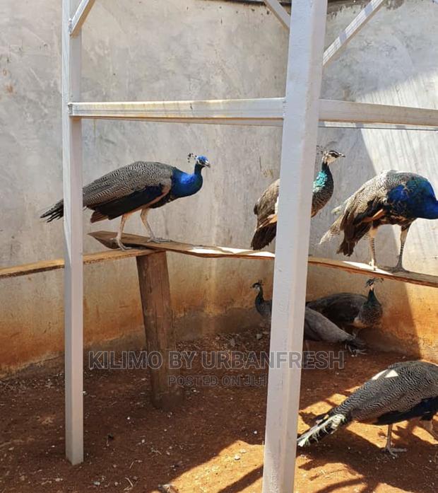 Peacocks Available - thumbnail 4