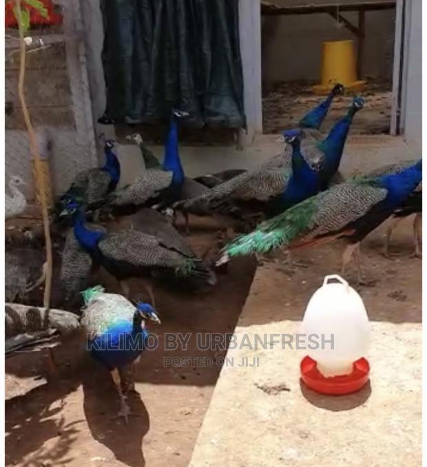 Peacocks Available - thumbnail 5