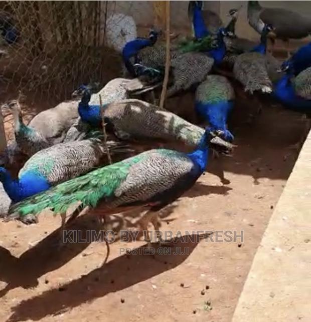 Peacocks Available - thumbnail 7
