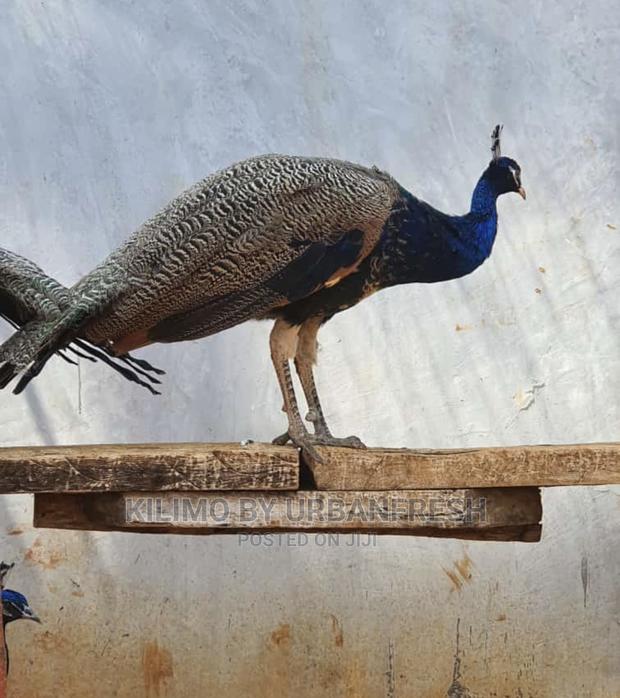 Peacocks Available - thumbnail 3
