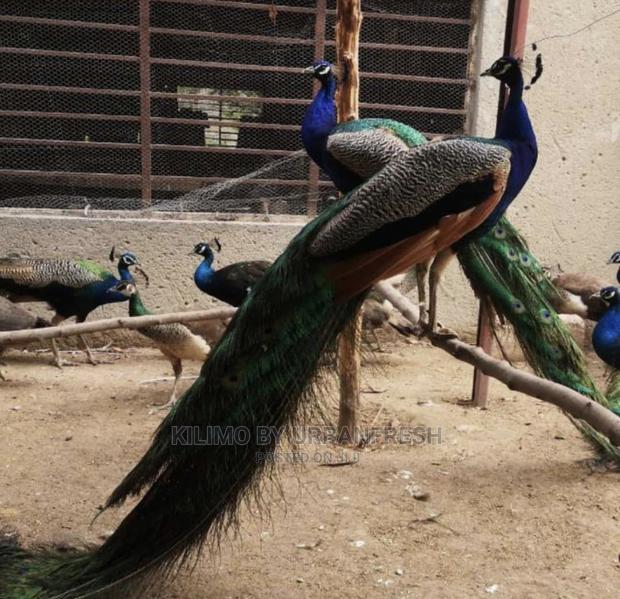 Peacocks Available - main view
