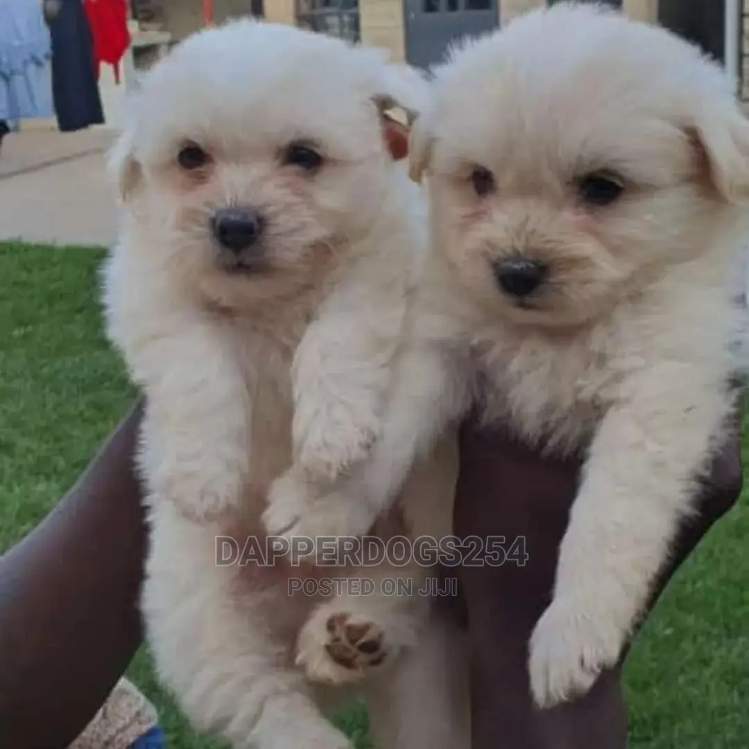 1-3 Months Male Purebred Havanese