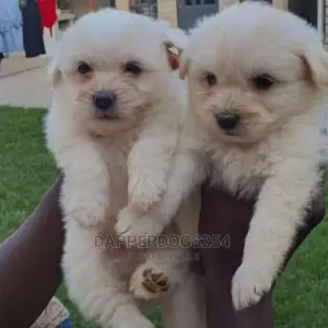 1-3 Months Male Purebred Havanese