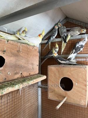 Cockatiels Mixed Colours - thumbnail 2