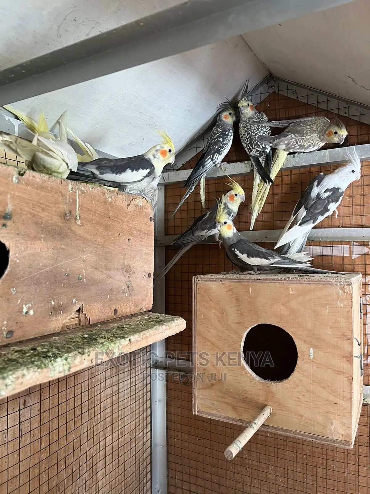 Cockatiels Mixed Colours