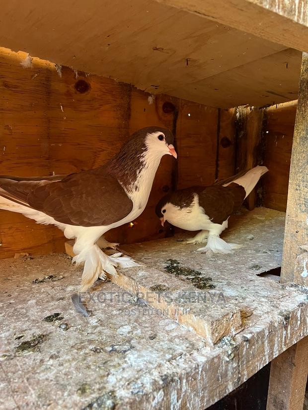 Lahore Pigeons for Sale - main view