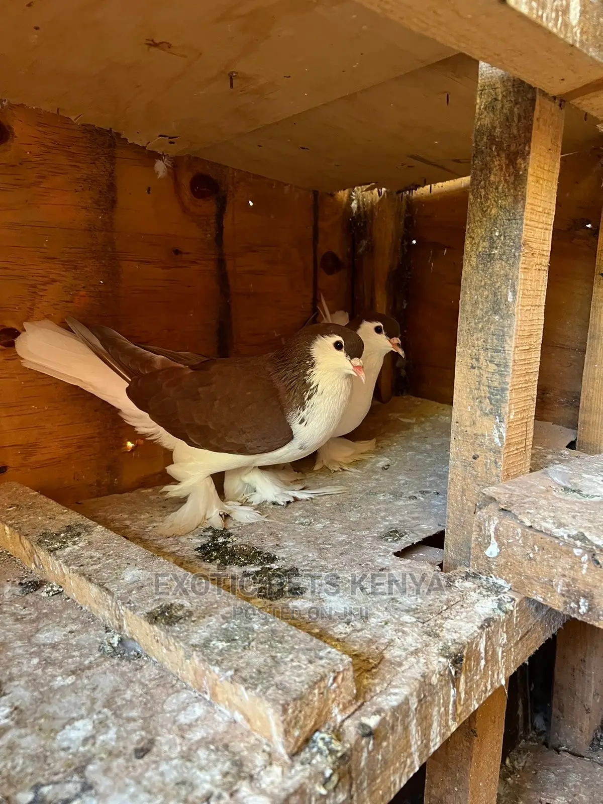 Lahore Pigeons for Sale