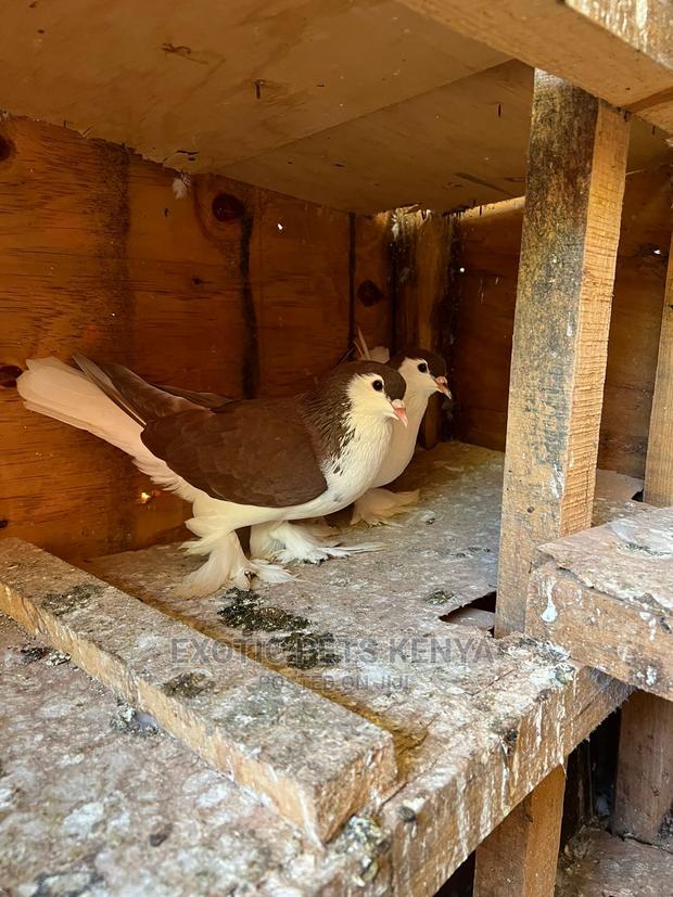 Lahore Pigeons for Sale - thumbnail 2