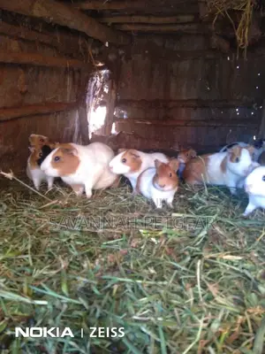 Guinea Pigs For Pets