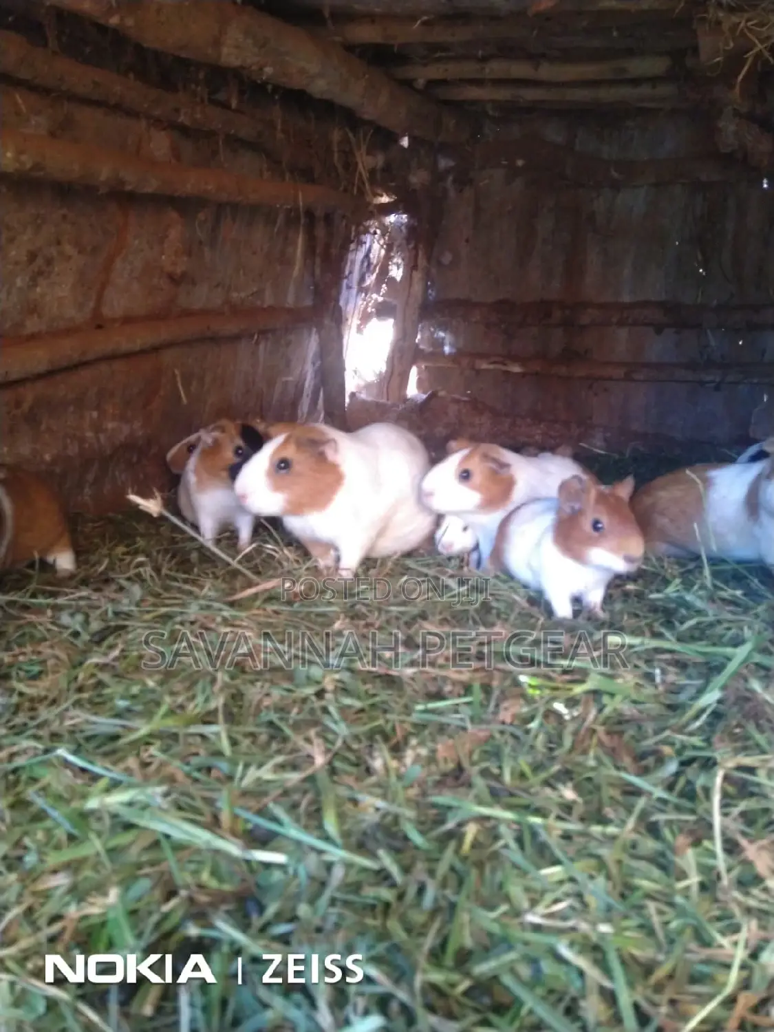 Guinea Pigs For Pets