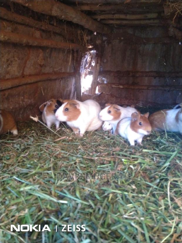 Guinea Pigs For Pets - thumbnail 2