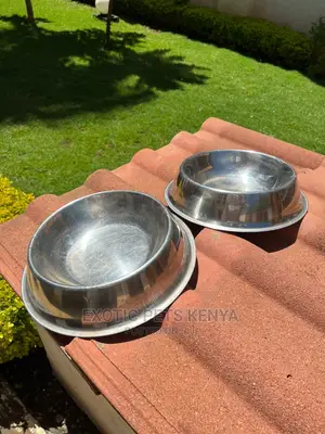 Dog Bowls Stainless Steel