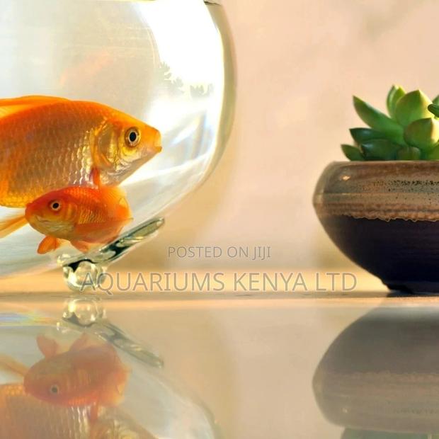 Goldfish for Goldfish Bowls - main view
